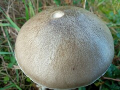 Volvopluteus gloiocephalus