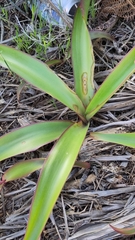 Scilla latifolia image