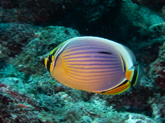Chaetodon trifasciatus