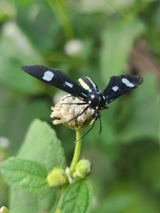 Leucotmemis nexa