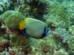 Pomacanthus imperator