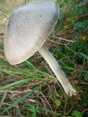 Volvopluteus gloiocephalus