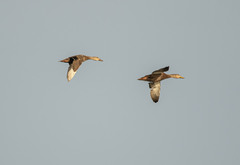 Anas platyrhynchos × fulvigula