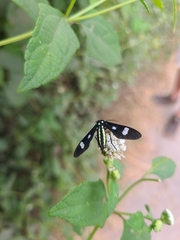 Leucotmemis nexa