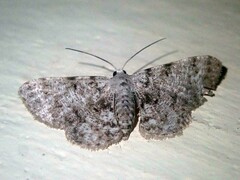 Calichodes subrugata