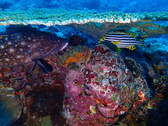 Plectorhinchus vittatus