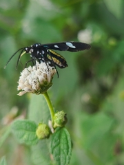 Leucotmemis nexa