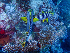 Plectorhinchus vittatus