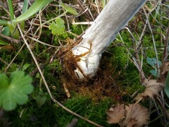 Volvopluteus gloiocephalus