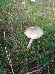 Volvopluteus gloiocephalus