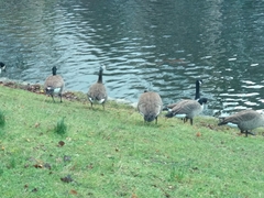 Branta canadensis