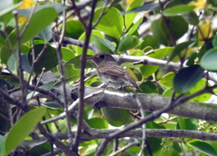 Muscicapa williamsoni