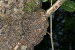 Eusphecia melanocephala