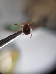 Amblyomma cajennense