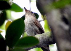 Muscicapa williamsoni