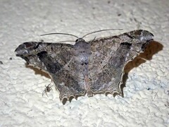 Chiasmia translineata