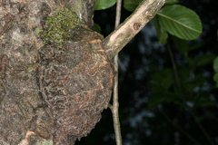 Eusphecia melanocephala