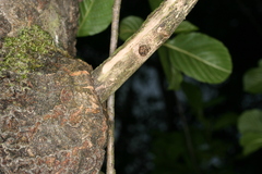 Eusphecia melanocephala