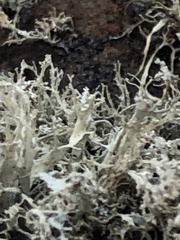 Ramalina intermedia