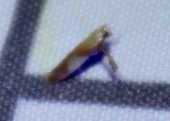 Caloptilia packardella