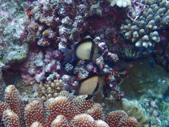 Dascyllus reticulatus