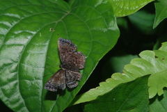 Riodinidae