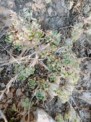 Sedum glabrum