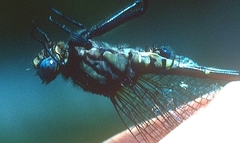 Phanogomphus quadricolor