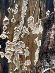 Auricularia mesenterica