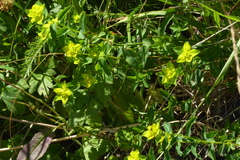 Euphorbia verrucosa