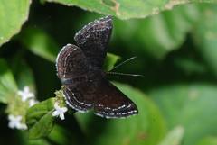 Riodinidae