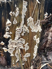 Auricularia mesenterica