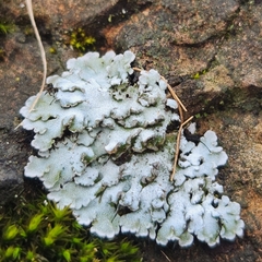 Flavopunctelia soredica