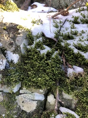 Porella platyphylla