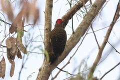 Colaptes punctigula