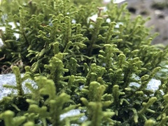 Porella platyphylla