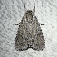 Acronicta americana