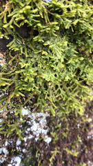 Porella platyphylla