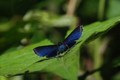 Riodinidae