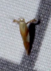 Caloptilia packardella