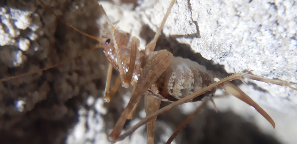 Italian Cave Cricket