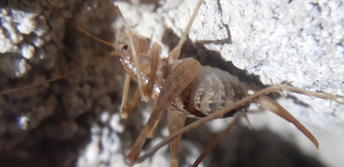 Italian Cave Cricket