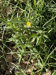 Reichardia tingitana