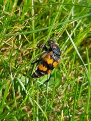 Nicrophorus vespillo