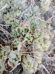 Sedum glabrum