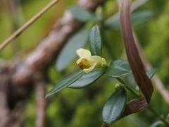 Polygaloides chamaebuxus