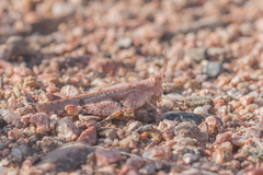 Cibolacris parviceps