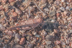 Cibolacris parviceps