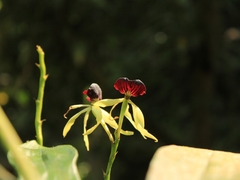 Prosthechea cochleata