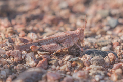 Cibolacris parviceps